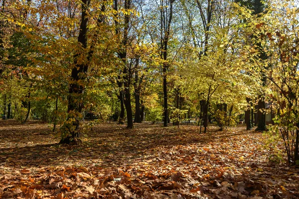 Sarı Kahverengi Ağaçlar Güneşli Bir Sonbahar Gününde Ormanda Yapraklanır — Stok fotoğraf