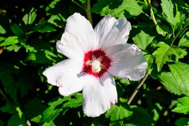 Cornus kousa ağacının beyaz narin çiçeği, genel olarak ousa, kousa, Çin, Kore ve Japon odun ağacı olarak bilinir, ve yeşil yapraklar güneşli bir bahar günü bahçesinde güzel bir açık hava çiçek arka planında.