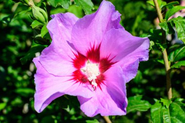 Cornus kousa ağacının pembe narin çiçeği, genel olarak ousa, kousa, Çin, Kore ve Japon odun ağacı olarak bilinir, ve güneşli bir bahar gününde bahçedeki yeşil yapraklar, güzel bir açık hava çiçek arkaplanı.