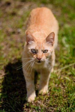 One yellow orange stray cat on a garden alley with green grass as blurred background clipart