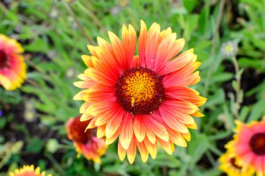 Canlı bir sarı ve kırmızı Gaillardia çiçeğinin üst görüntüsü, yaygın bir isim battaniyesi çiçeği, ve yumuşak odaklı bulanık yeşil yapraklar, güneşli bir yaz gününde bir bahçede, güzel bir açık hava çiçekli arka plan