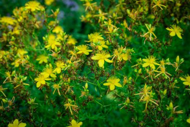 Hypericum Performans bitkisinin pek çok narin sarı çiçeği.