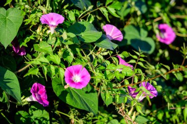 Ipomoea purpurea 'nın pek çok narin açık mavi çiçeği, genellikle güneşli bir yaz gününde bir bahçede sıradan bir sabah zaferi olarak bilinir, güzel bir açık hava çiçekli arka plan