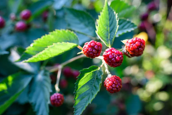 Güneşli bir yaz gününde, bir bahçede, böğürtlen çalılarının pek çok küçük kırmızı meyvesi yumuşak bir odak ile çekilmiş güzel bir açık hava çiçek arka planı.