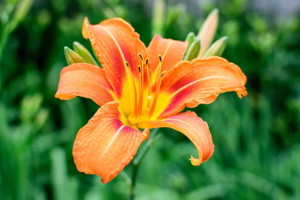 Πολλά Μικρά Ζωηρά Πορτοκαλί Λουλούδια Του Lilium Lily Φυτό Ένα — Φωτογραφία Αρχείου