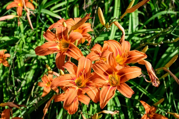 Muchas Flores Anaranjadas Vivas Pequeñas Lilium Planta Lily Jardín Británico —  Fotos de Stock