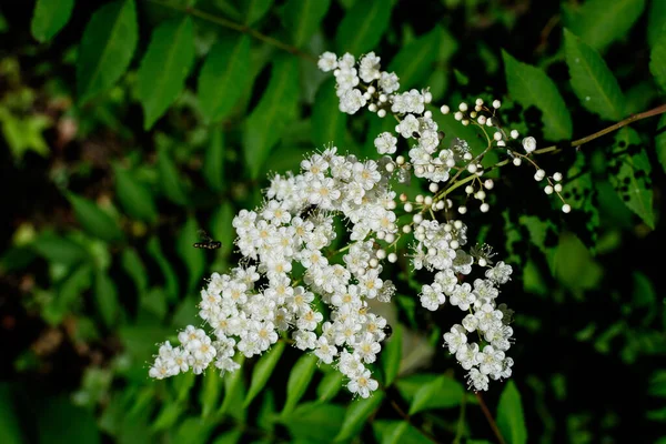 Wiele Delikatnych Małych Białych Kwiatów Rośliny Sambucus Ebulus Znanych Jako — Zdjęcie stockowe