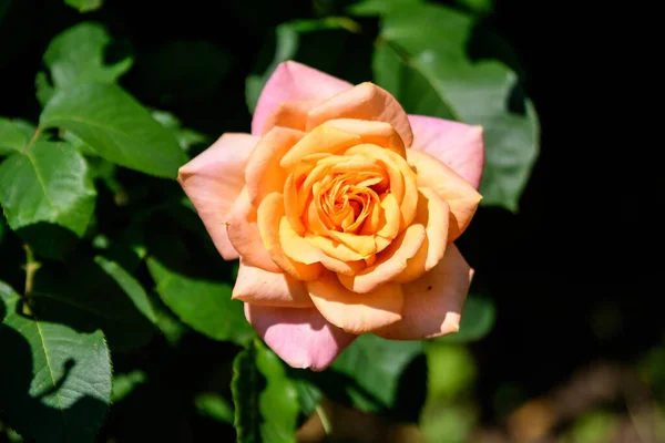 Close Van Een Grote Delicate Levendige Gele Oranje Roos Volle — Stockfoto