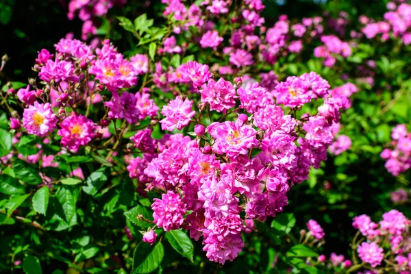 Bush Many Delicate Vivid Pink Magenta Rose Full Bloom Green — Stock Photo, Image