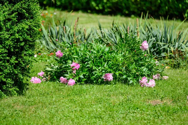 Güneşli bir bahar gününde, İngiliz kır evi tarzında bahçesinde çok sayıda canlı pembe şakayık çiçekleri olan Bush, güzel açık hava çiçekleri seçici bir odak noktasıyla fotoğraflandı.