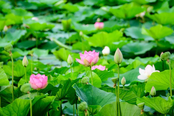 Delicadas Flores Lirio Agua Blanca Rosa Vívidas Nymphaeaceae Plena Floración — Foto de Stock