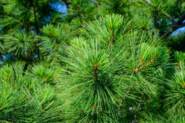 Närbild Känsliga Små Gröna Blad Barrträd Solig Sommarträdgård Skottland Vacker — Stockfoto