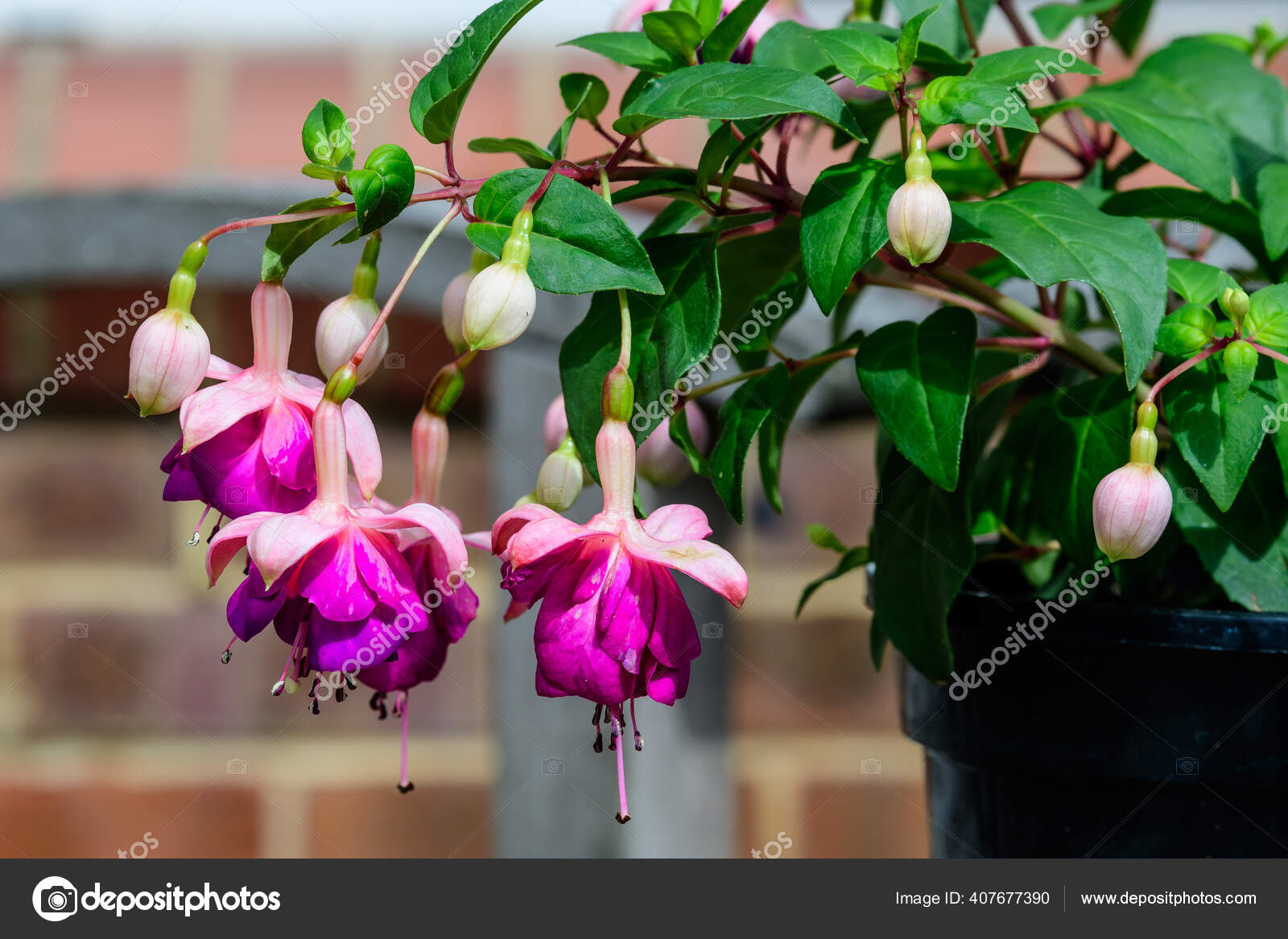 Group Pink Fuchsia Flowers Green Leaves Garden Sunny Summer Day Stock ...