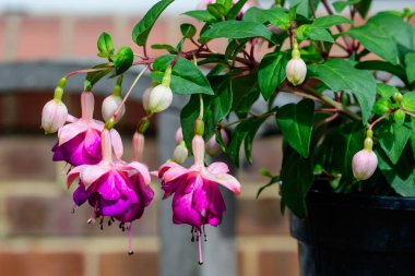 Güneşli bir yaz gününde, bahçede pembe Fuchsia çiçekleri ve yeşil yapraklar.