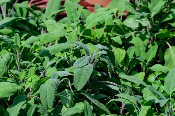 Folhas Verdes Frescas Planta Orgânica Salvia Officinalis Também Chamado Sálvia — Fotografia de Stock