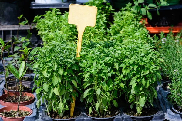 Foglie Verdi Fresche Basilico Biologico Piccoli Vasi Disponibili Vendita Mercato — Foto Stock