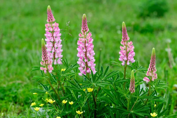 Glose Růžové Květy Lupinus Běžně Známý Jako Lupin Nebo Vlčí — Stock fotografie