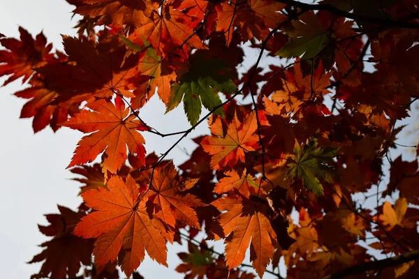 Red leaves of Acer platanoides, also known as Norway maple tree in an autumn garden, view from below towards grey sky — Stock Image Red Leaves Acer Platanoides Also Known Norway Maple Tree Autumn Royalty Free Stock Images