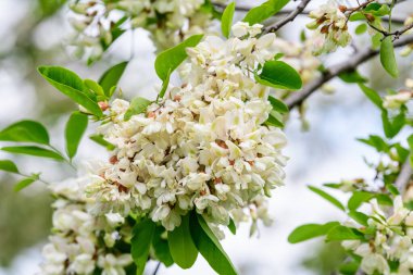 Robinia 'nın beyaz çiçekleri. Bilinen adıyla kara çekirge ve yaz bahçesindeki yeşil yapraklar.
