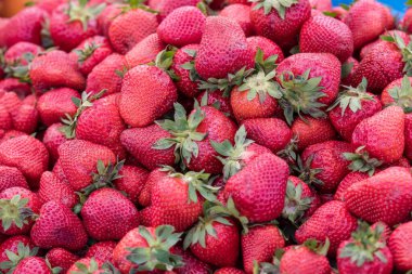 Geniş bir grup taze organik çilek bir sokak gıda pazarında satışta, yumuşak odaklı doğal kırmızı arka plan