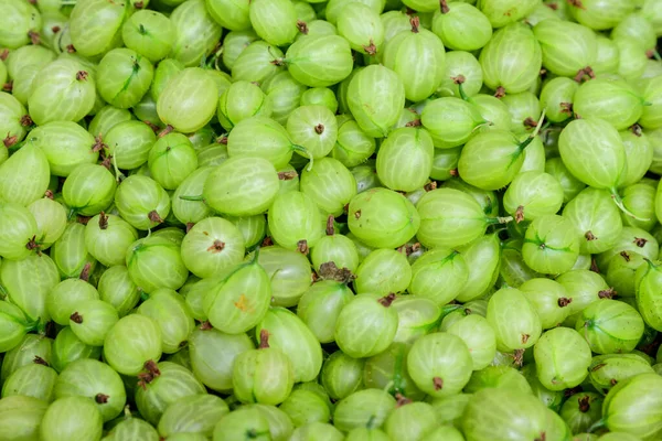 軟集中に緑色のグーズベリーの大グループ ラテン語名Ribes Uva CrispaまたはRibes Grosularia — ストック写真