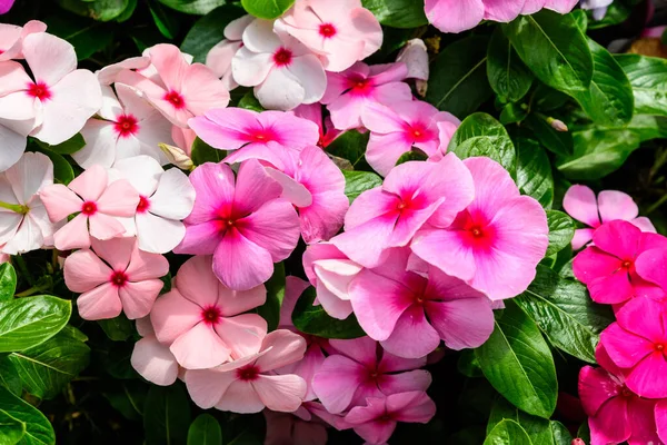 Large Mixed Group Impatiens Walleriana Flowers Sunny Summer Garden Different — Stock Photo, Image