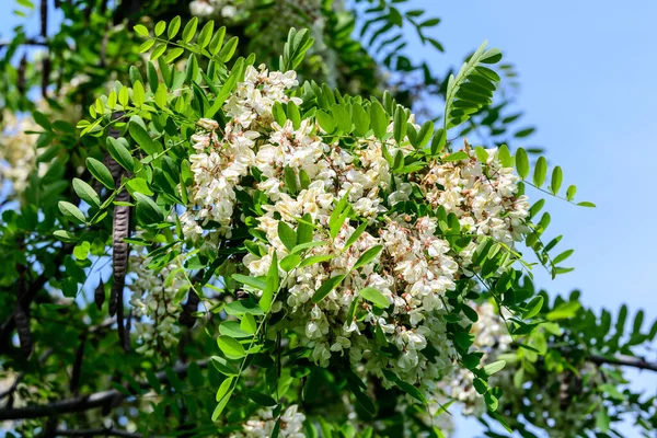 Flores Brancas Robinia Pseudoacacia Comumente Conhecido Como Gafanhoto Preto Folhas — Fotografia de Stock