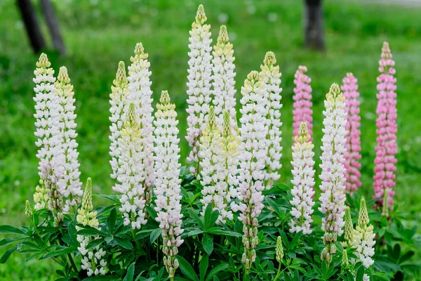 Lupinus Fehér Virágaiból Ragasztva Közismert Nevén Csillagfürtből Vagy Csillagfürtből Teljes — Stock Fotó