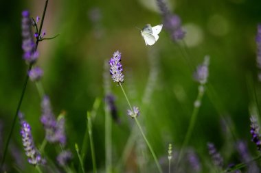 İngiltere, İskoçya 'da güneşli bir yaz gününde mavi lavanta çiçekleri üzerinde küçük bir kelebek, seçici bir odak noktası, güzel bir açık hava çiçek arka planına sahip.