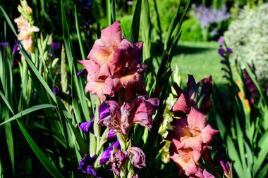 Güneşli bir yaz gününde, bir bahçede açmakta olan pek çok canlı pembe Gladiolus çiçeğini kapatın.