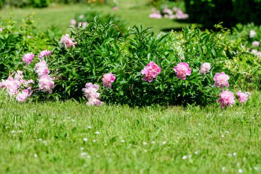 Güneşli bir bahar gününde, İngiliz kır evi tarzında bahçesinde çok sayıda canlı pembe şakayık çiçekleri olan Bush, güzel açık hava çiçekleri seçici bir odak noktasıyla fotoğraflandı.