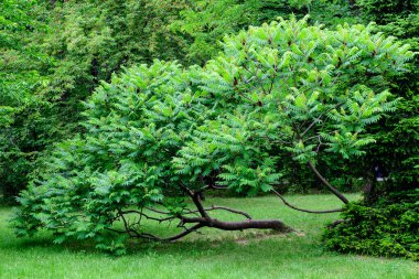 Minimalist tek renkli arka plan, büyük yeşil yapraklar ve küçük Rhus çalı çiçekleri, genellikle sumak, sumak ya da sumak olarak bilinir, güneşli bir yaz gününde bir bahçede.