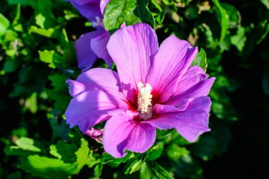 Cornus kousa ağacının pembe narin çiçeği, genel olarak ousa, kousa, Çin, Kore ve Japon odun ağacı olarak bilinir, ve güneşli bir bahar gününde bahçedeki yeşil yapraklar, güzel bir açık hava çiçek arkaplanı.