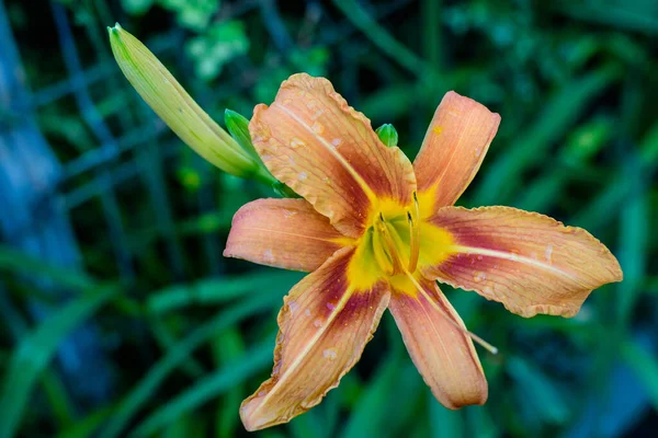 Liten Levande Orange Röda Blommor Lilium Eller Lily Växt Brittisk — Stockfoto