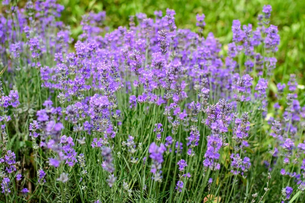 Muitas Pequenas Flores Lavanda Azul Dia Ensolarado Verão Escócia Reino — Fotografia de Stock