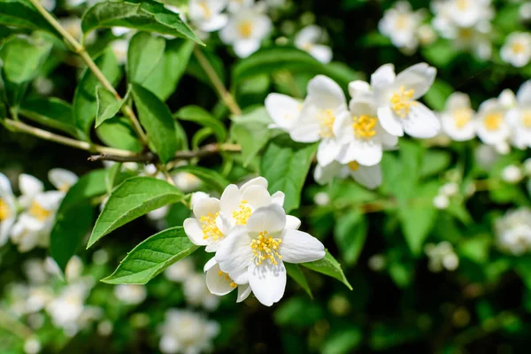 Flores Blancas Delicadas Frescas Hojas Verdes Philadelphus Coronarius Planta Perenne —  Fotos de Stock
