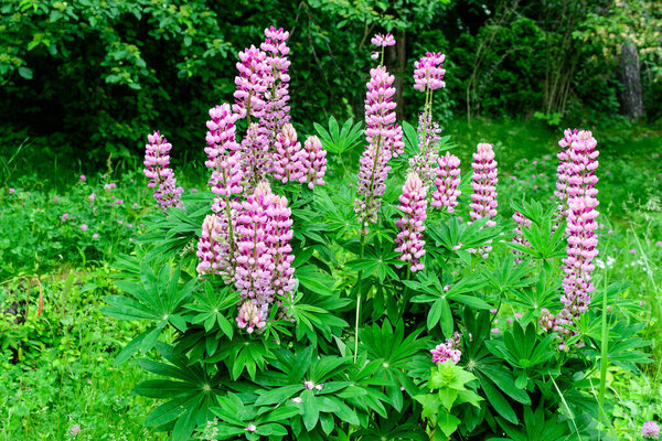Close up of pink flowers of Lupinus, commonly known as lupin or lupine, in full bloom and green grass in a sunny spring garden, beautiful outdoor floral background photographed with soft focus