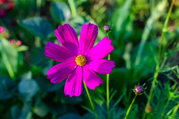 Jeden Delikatny Niebieski Fioletowy Kwiat Ipomoea Purpurea Powszechnie Znany Jako — Zdjęcie stockowe