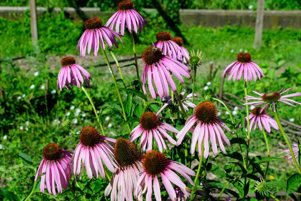 Delicate Pink Echinacea Flowers Soft Focus Garden Sunny Summer Day — Stock Photo, Image