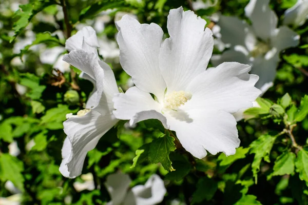 Una Flor Blanca Hibisco Syriacus Planta Comúnmente Conocida Como Rosa — Foto de Stock
