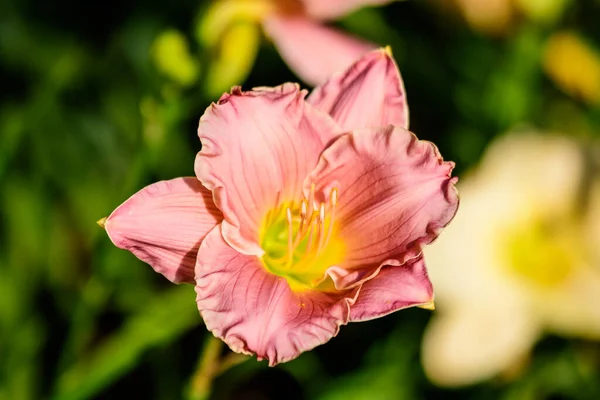 Lebendige Hemerocallis Rosa Playmate Taglilie Lilie Oder Lilie Pflanzen Einem — Stockfoto