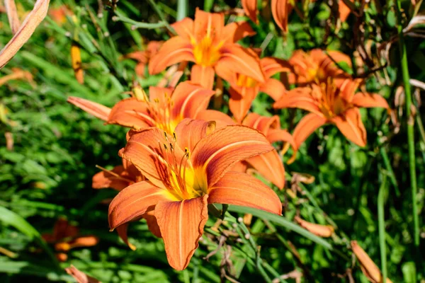 Muchas Flores Anaranjadas Vivas Pequeñas Lilium Planta Lily Jardín Británico —  Fotos de Stock