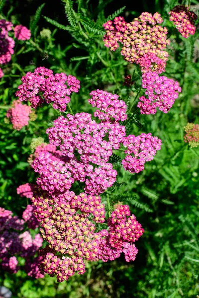 Close Van Prachtige Levendige Roze Magenta Bloemen Van Achillea Millefolium — Stockfoto