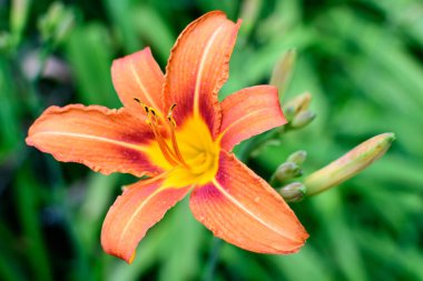 Lilium ya da Lily 'nin pek çok küçük turuncu çiçeği, güneşli bir yaz gününde İngiliz kır evlerinin bahçesinde çiçek yetiştirir. Açık hava çiçeklerinin arka planında, yumuşak bir odak noktasıyla çekilir.