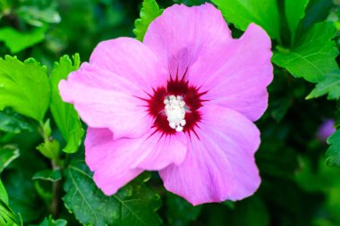 Cornus kousa ağacının pembe narin çiçeği, genel olarak ousa, kousa, Çin, Kore ve Japon odun ağacı olarak bilinir, ve güneşli bir bahar gününde bahçedeki yeşil yapraklar, güzel bir açık hava çiçek arkaplanı.