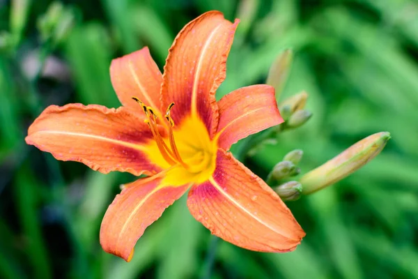 Muitas Pequenas Flores Laranja Vívidas Lilium Lily Planta Jardim Estilo — Fotografia de Stock