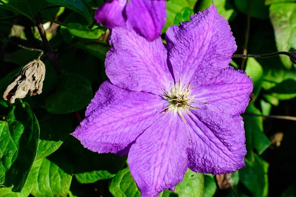 Один Нежный Фиолетовый Цветок Клематис Известный Радость Путешественника Кожаный Цветок — стоковое фото