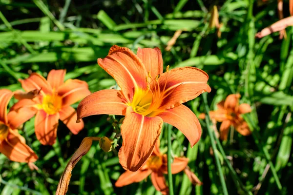 Muchas Flores Anaranjadas Vivas Pequeñas Lilium Planta Lily Jardín Británico —  Fotos de Stock