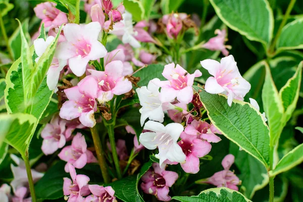 Close Vivid Pink White Weigela Florida Plant Flowers Full Bloom — Stock Photo, Image