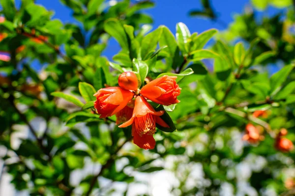 Close Beautiful Small Vivid Orange Red Pomegranate Flowers Full Bloom — Stock Photo, Image